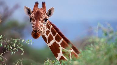 2-Day Classic Wildlife Safari to Mikumi National Park