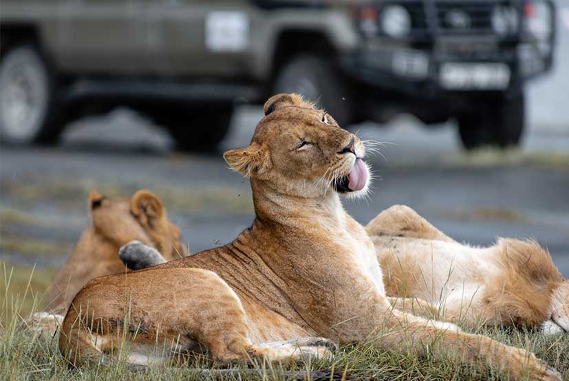 2-Day Luxury safari to Tarangire and Manyara
