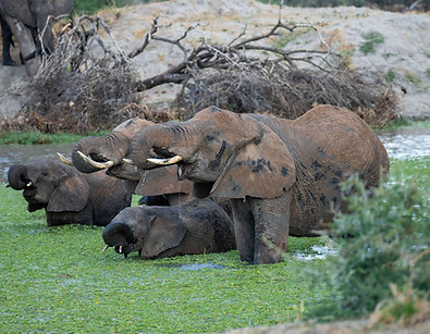 2 Day family private safari to Tarangire and Ngorongoro