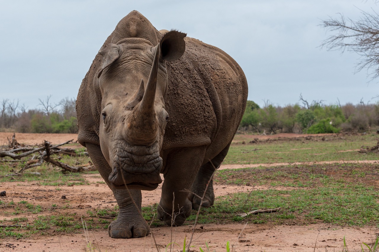 3-Day Classic Wildlife Safari to Tarangire & Ngorongoro