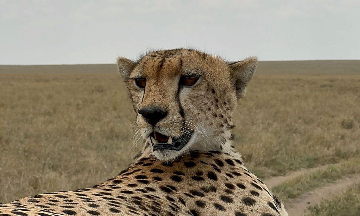 3 Day luxury safari to Serengeti and Ngorongoro crater.