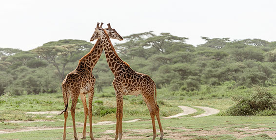 3 Day luxury safari to Tarangire, Manyara and Ngorongoro crater.