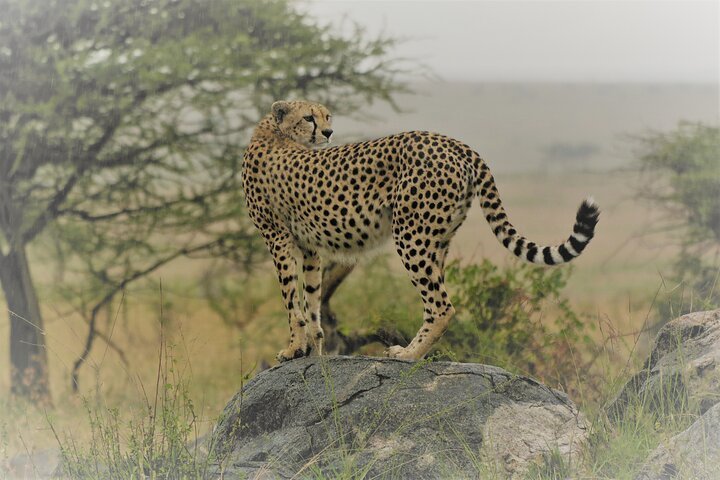 4 Day Tanzania Safari to L.Manyara, Serengeti and Ngorongoro crater