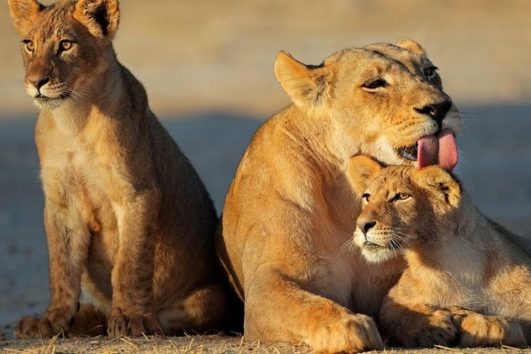 4 Day Tanzania Safari to Mikumi and Udzungwa.