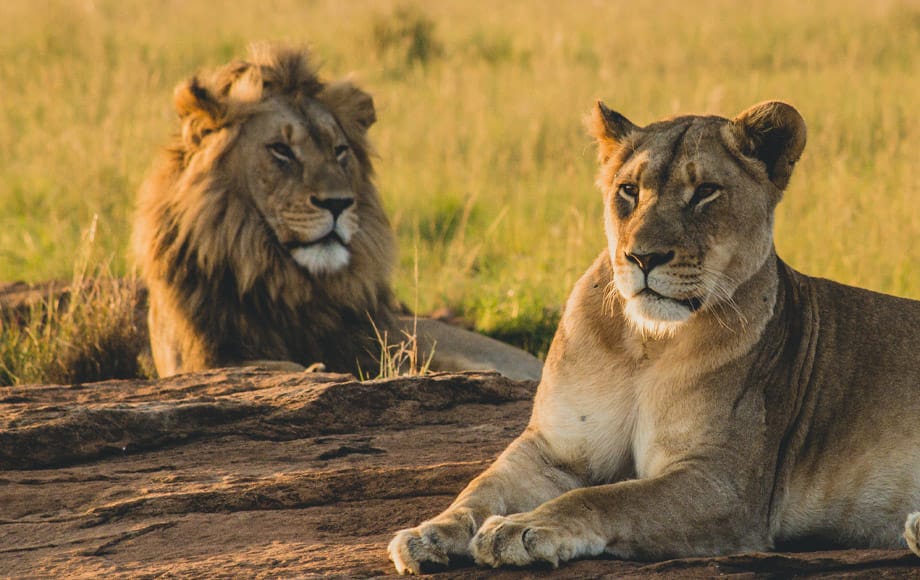 5 Days Classic wildlife safari to Lake Manyara, Serengeti and Ngorongoro Crater