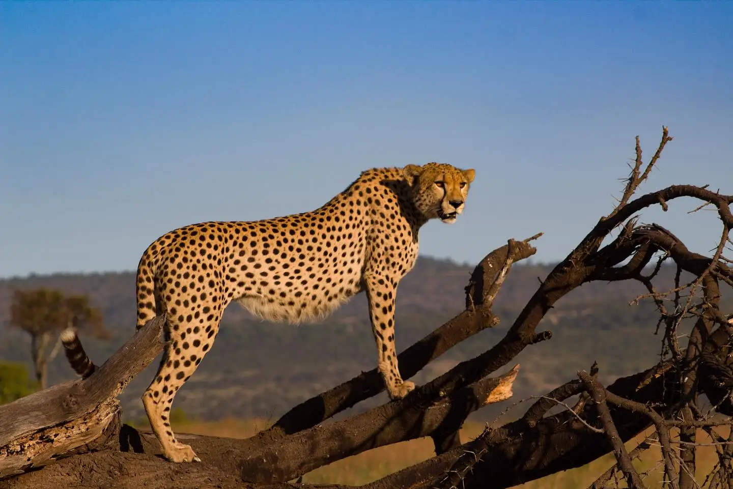 4-Day Classic Wildlife Safari to Serengeti & Ngorongoro.