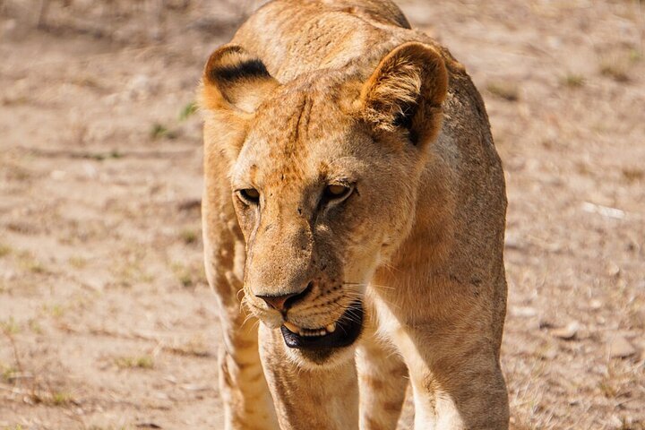 4 Days Lake Manyara, Ngorongoro Crater and Tarangire.