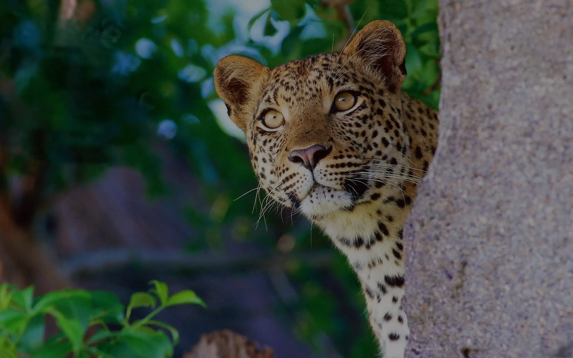 4 Days luxury safari to Tarangire,Serengeti and Ngorongoro crater