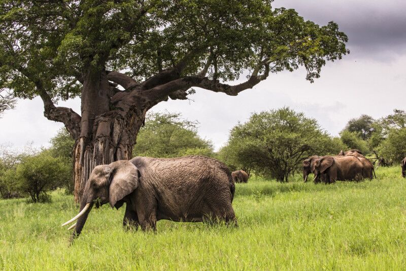 5-Day Classic Wildlife Safari to Arusha NP, Tarangire, Manyara & Ngorongoro