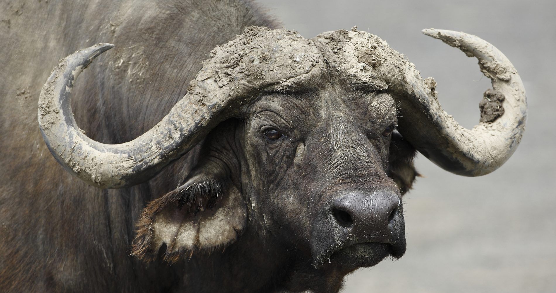 5-Day Classic Wildlife Safari to Lake Manyara, Ngorongoro Crater and Tarangire