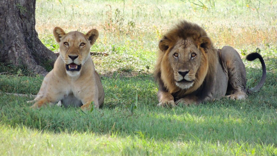 5-Day Classic Wildlife Safari to Mikumi & Nyerere National Parks