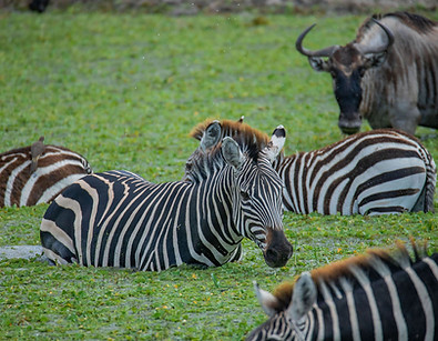 5 Day Family private safari to Tarangire, Serengeti and Ngorongoro crater