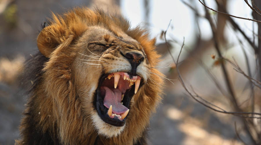 5 Day luxury safari to Tarangire, Serengeti and Ngorongoro crater.