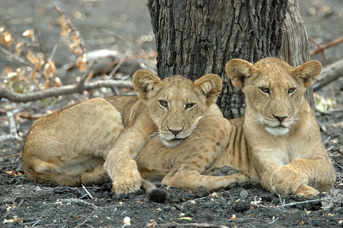 5 Day Tanzania Safari to L.Manyara, Serengeti, Ngorongoro and Tarangire