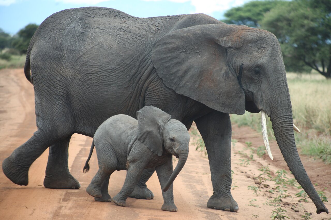 5 Day Tanzania Safari to Nyerere and Mikumi.