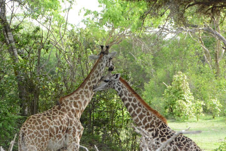 5 Day Tanzania safari to Tarangire, Serengeti and Ngorongoro.