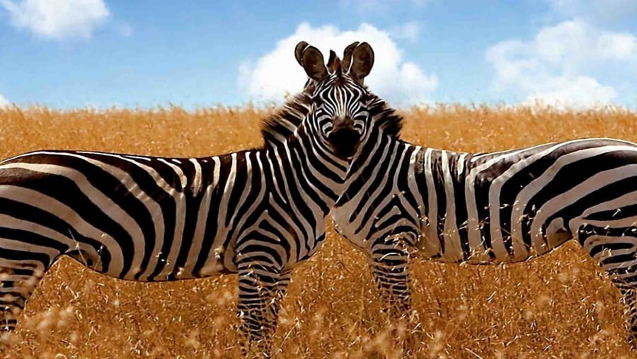 6-Day Classic Wildlife Safari to Nyerere & Mikumi National Parks