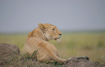 6 Day family private safari to Tarangire, Serengeti and Ngorongoro crater.