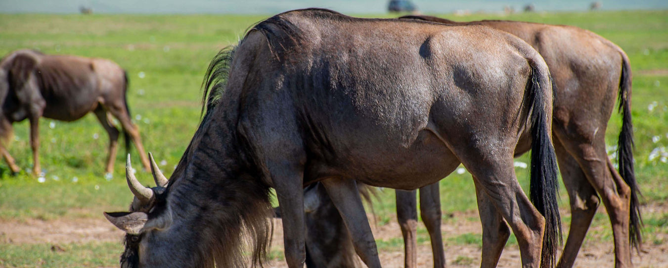 6 Day Serengeti migration safari.