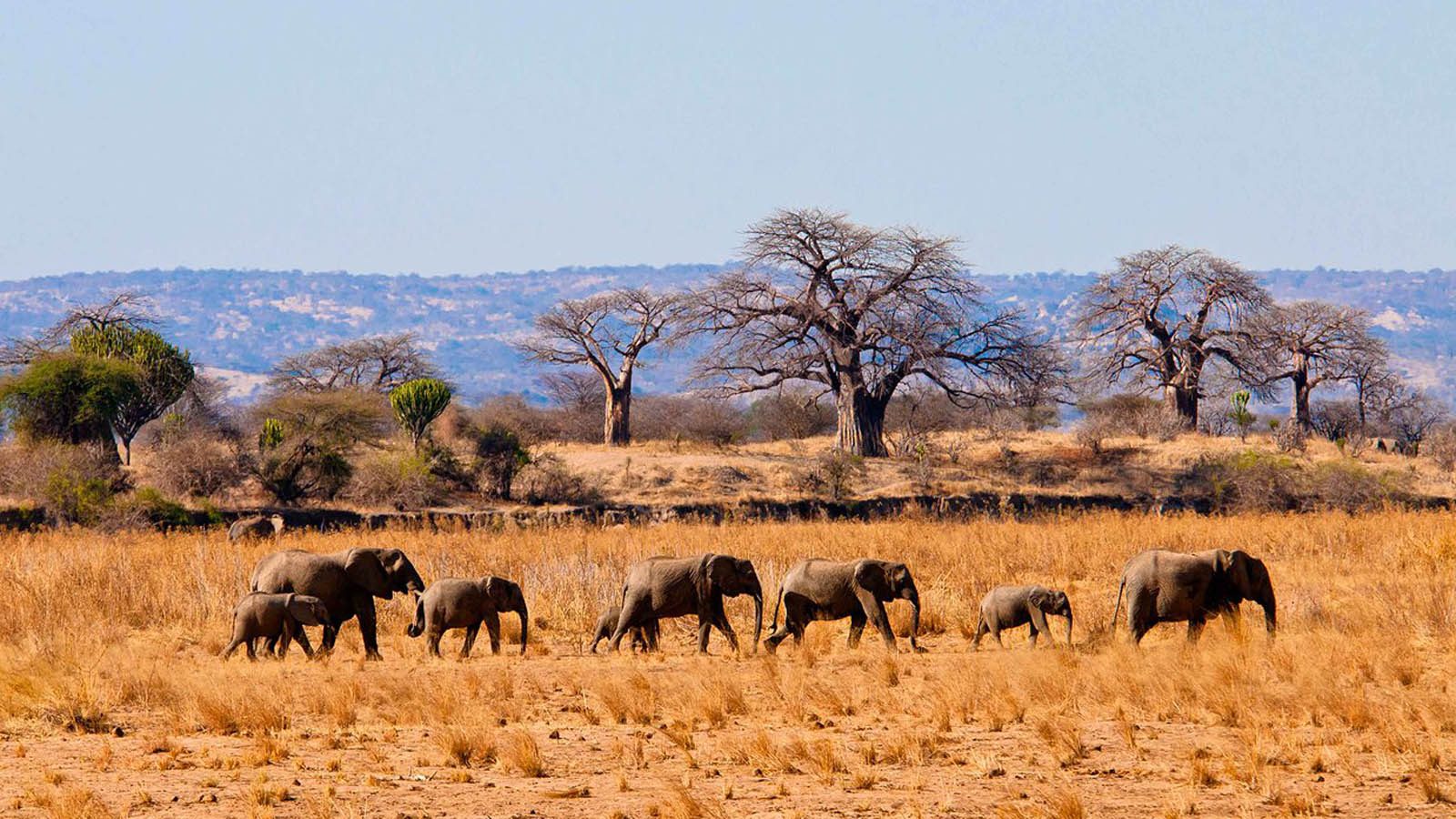 6 Day Tanzania Classic Wildlife Safari