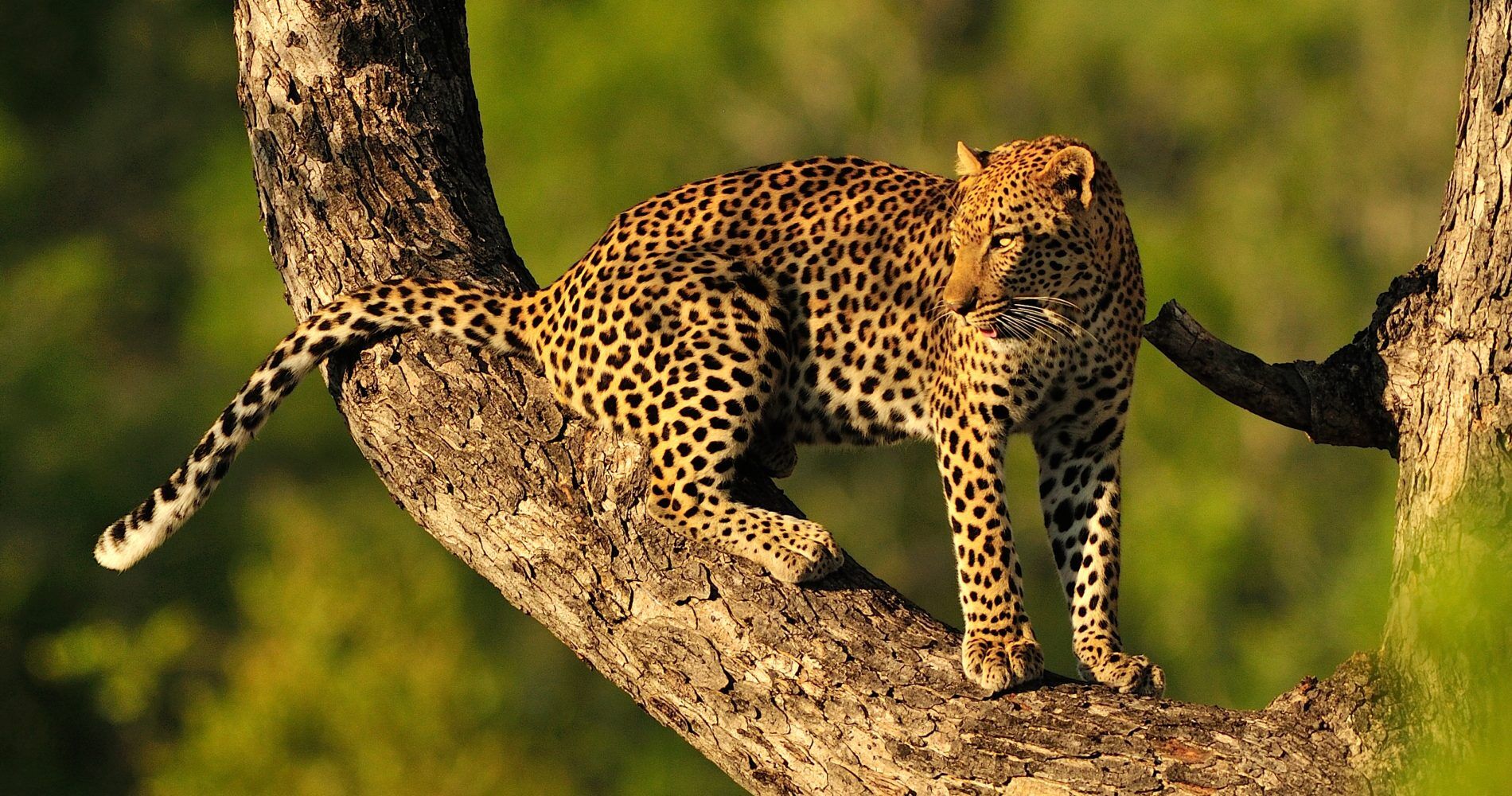 6 Days Classic wildlife Safari to Tarangire, Serengeti and Ngorongoro Crater