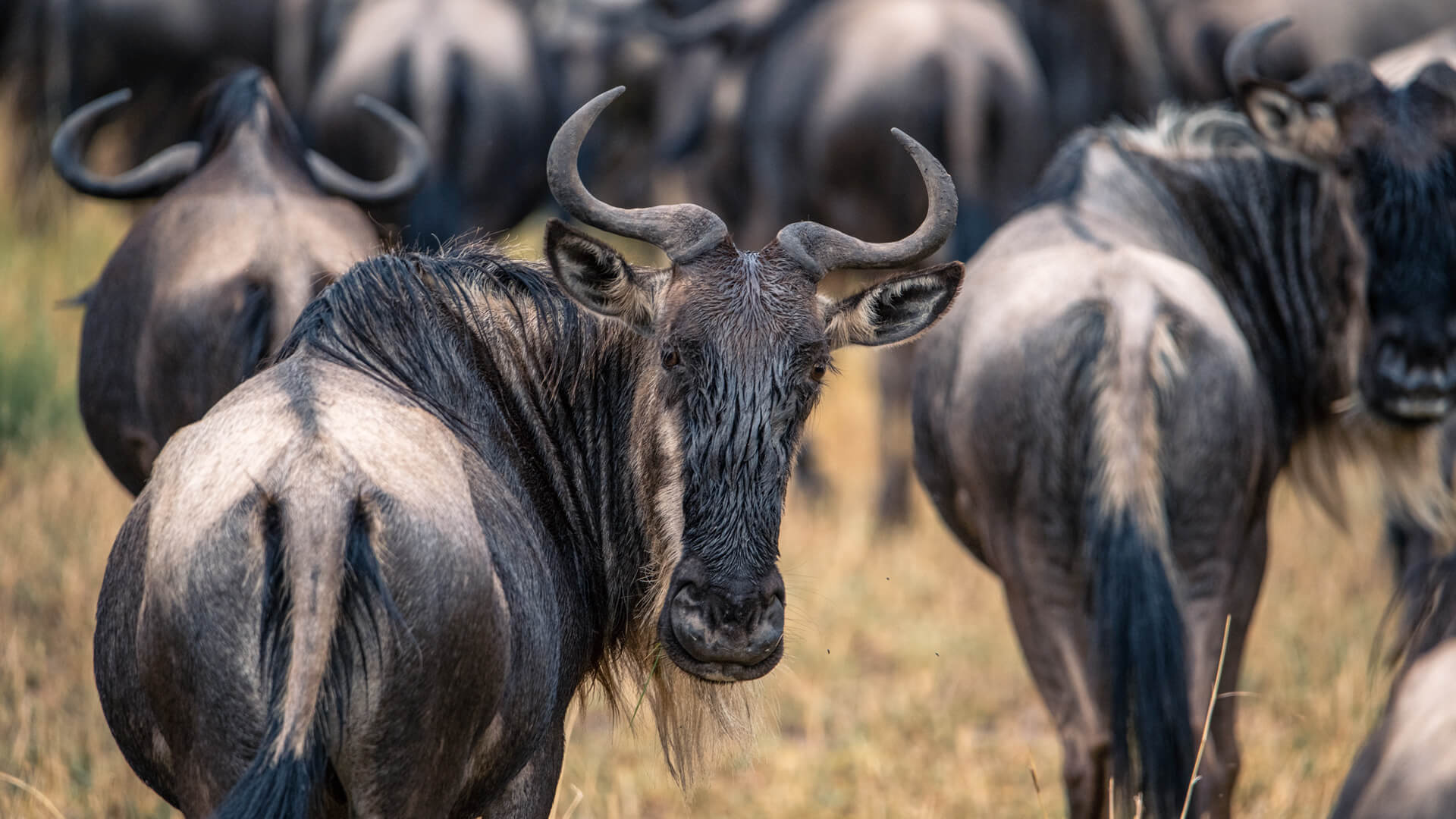 7 Day Serengeti Migration.