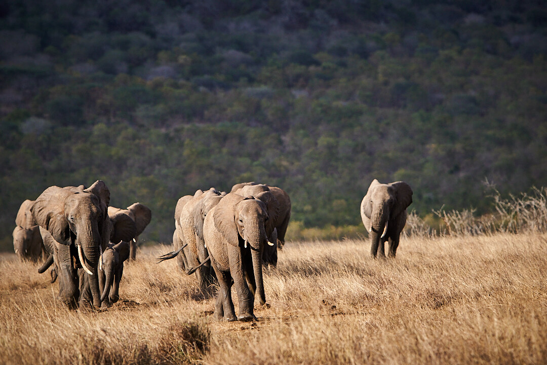 7 Day Tanzania Luxury Safari