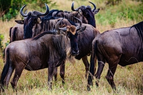 8 Day Serenget migration safari.