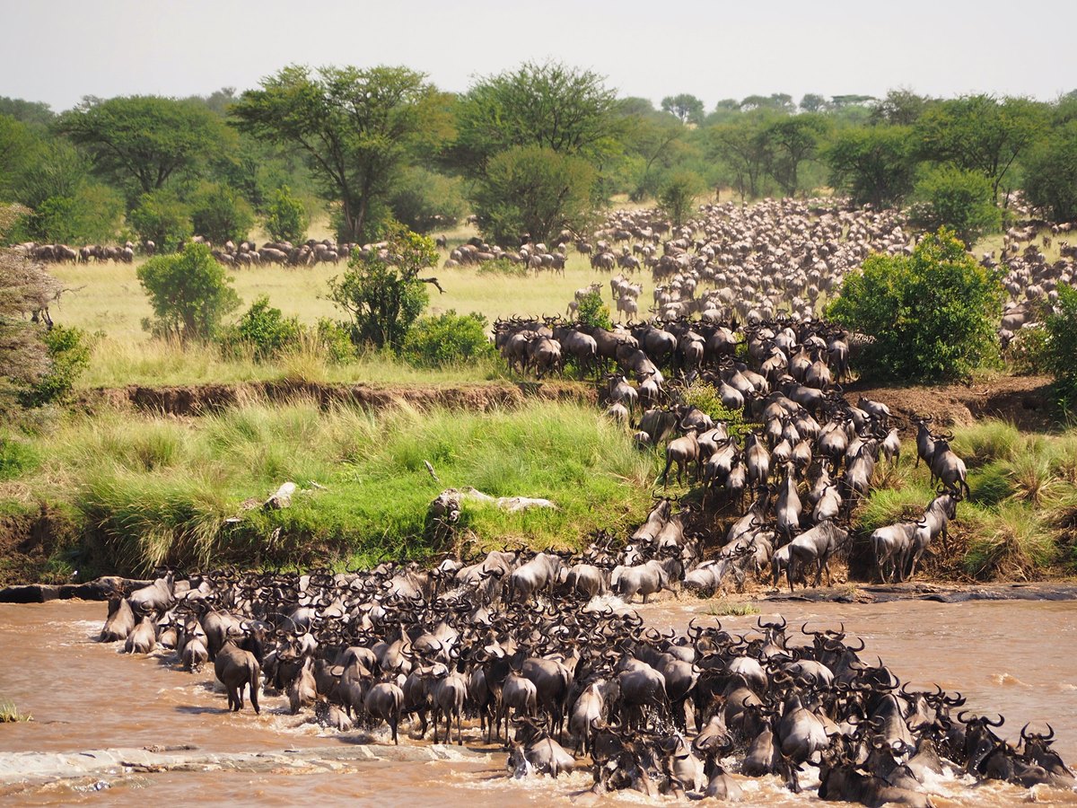 8 Day Serengeti Great Migration Tanzania Safari