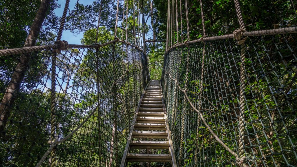 Canopy Walkway 