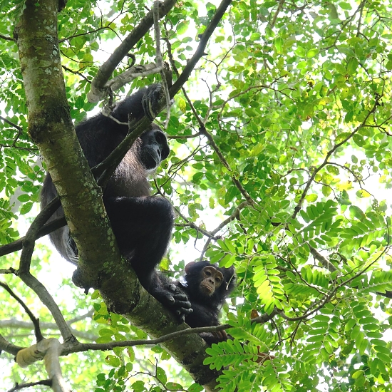 Chimpanzee Watching
