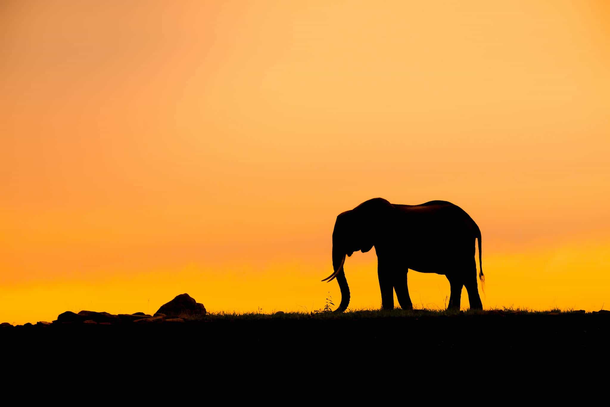 Tanzania Wildlife Safari