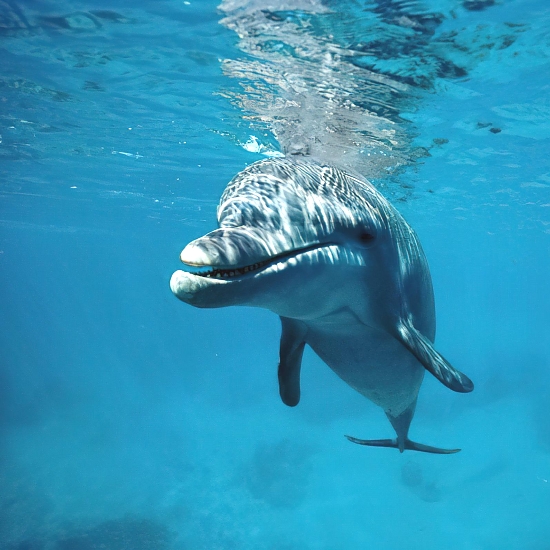 Dolphin Watching