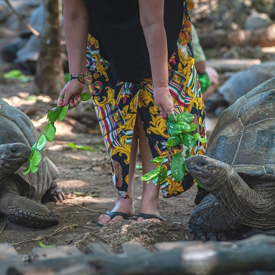 Giant Tortoise Watching