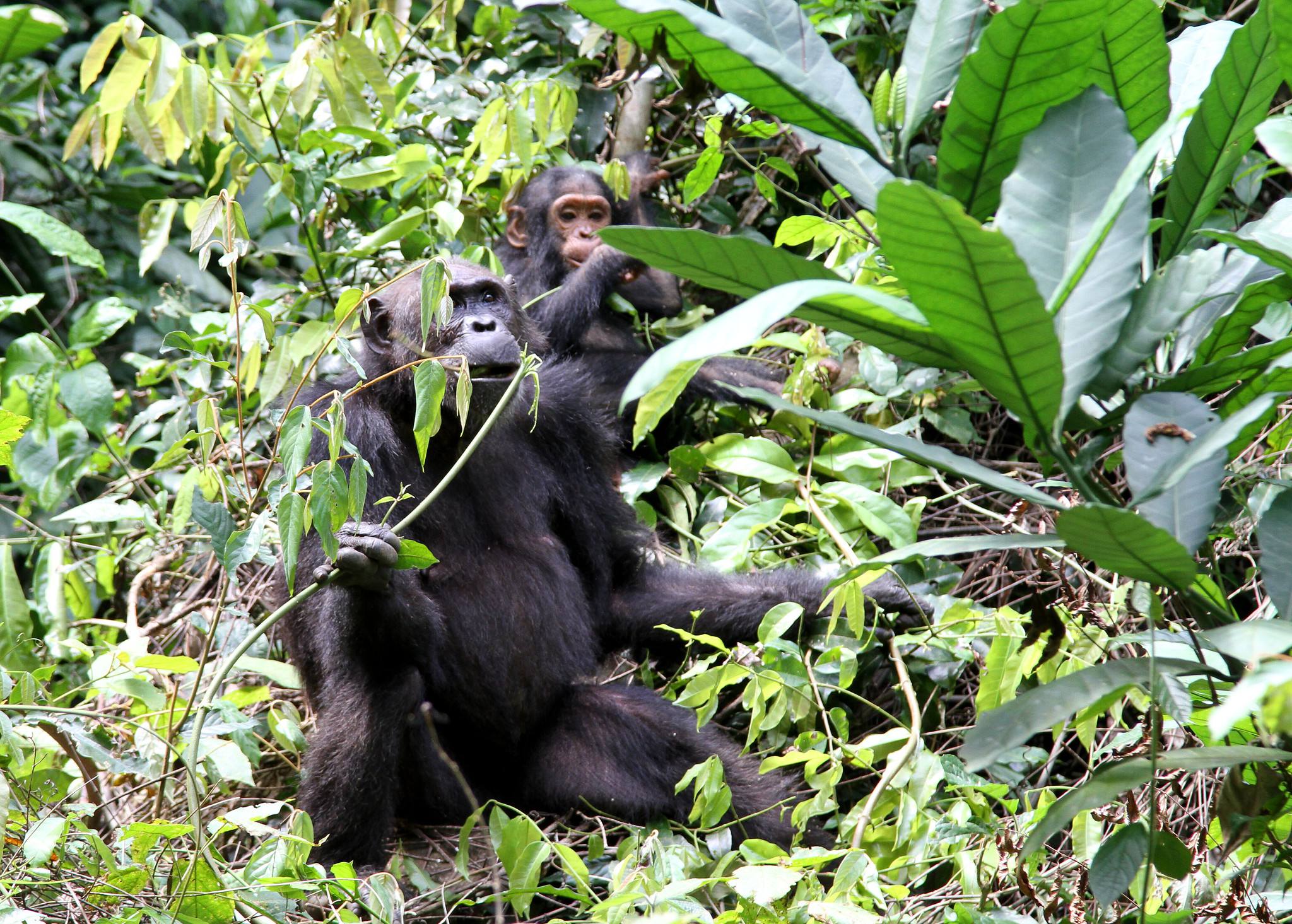 Gombe Stream National Park