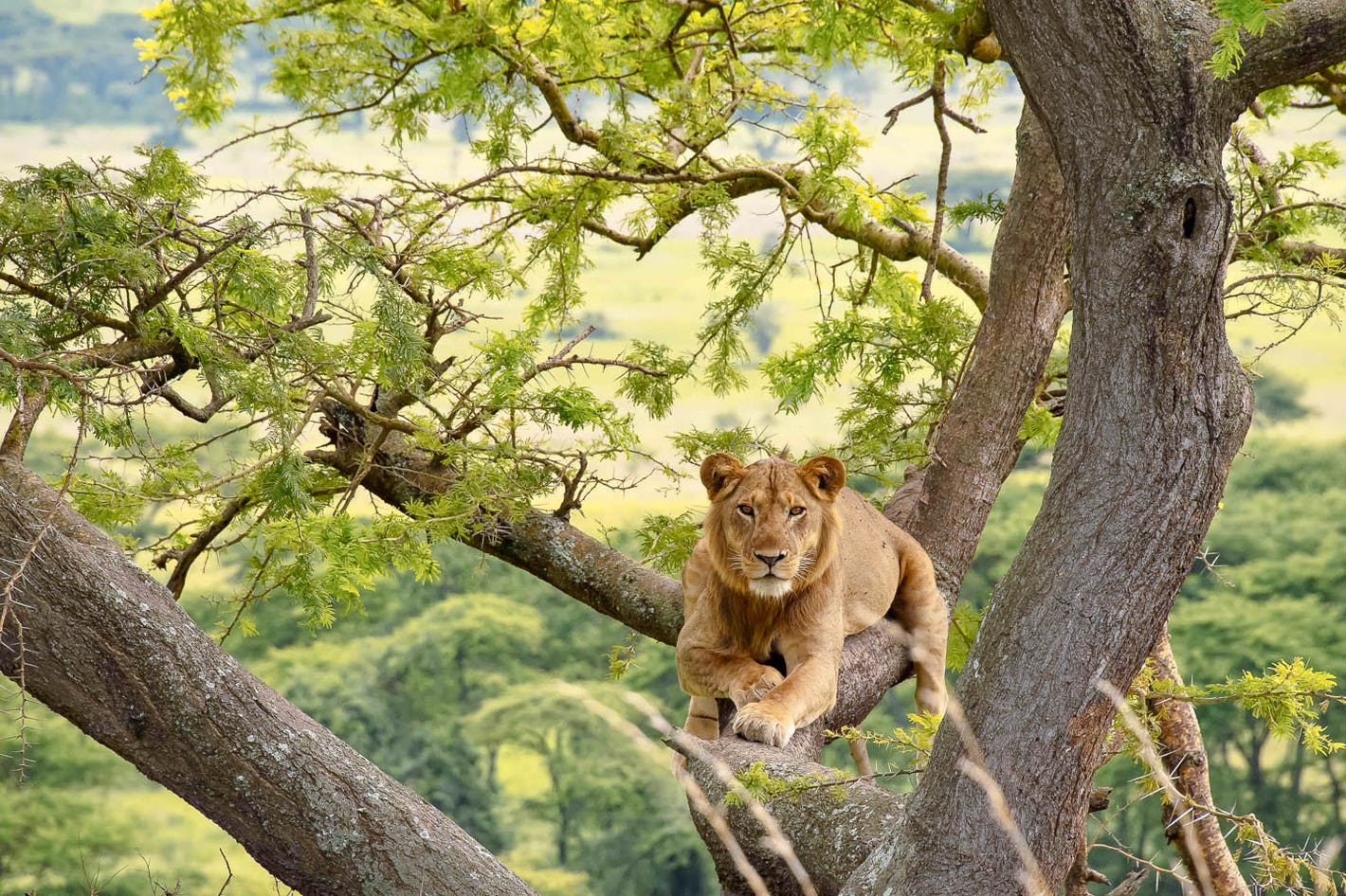 How Much Does a Safari in Tanzania Cost? Complete Guide