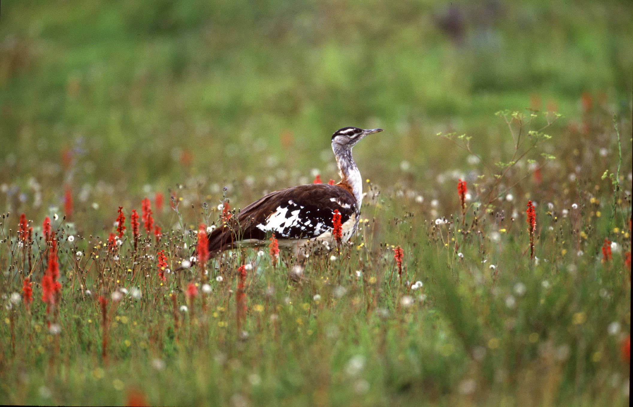 Kitulo National Park