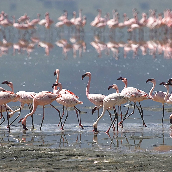 Lake Natron