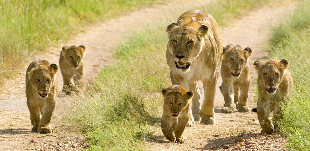 Mikumi National Park