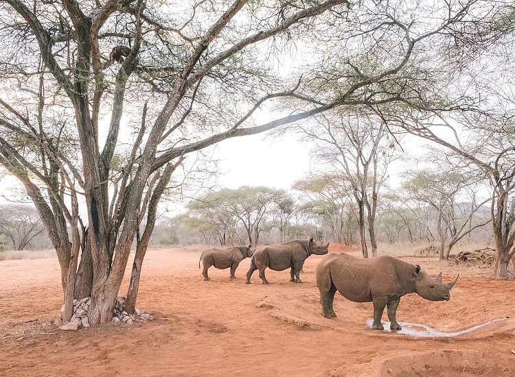 Mkomazi National Park