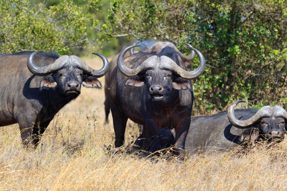 Northern Tanzania Safaris