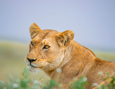 Nyerere national park
