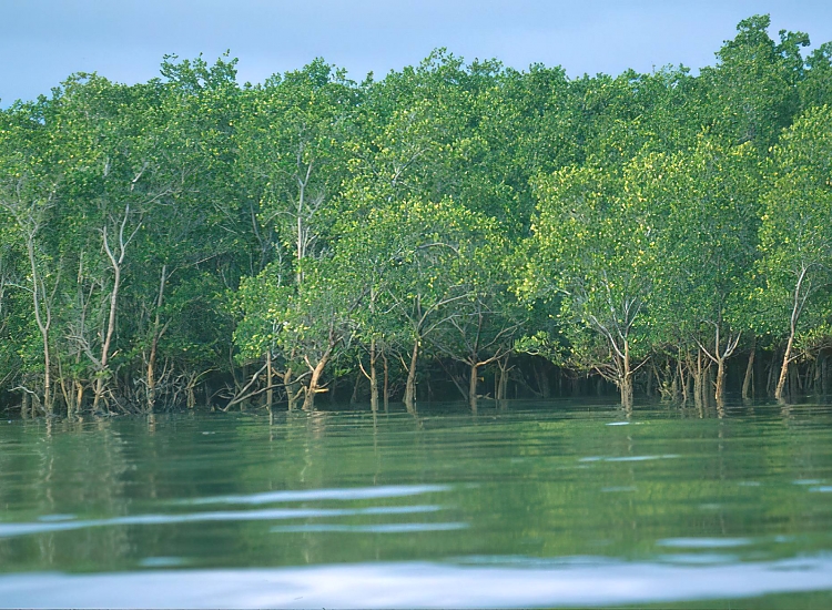 Saadani National Park