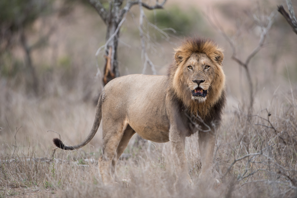 Southern Tanzania Safaris