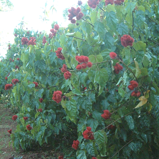 Spice Farms