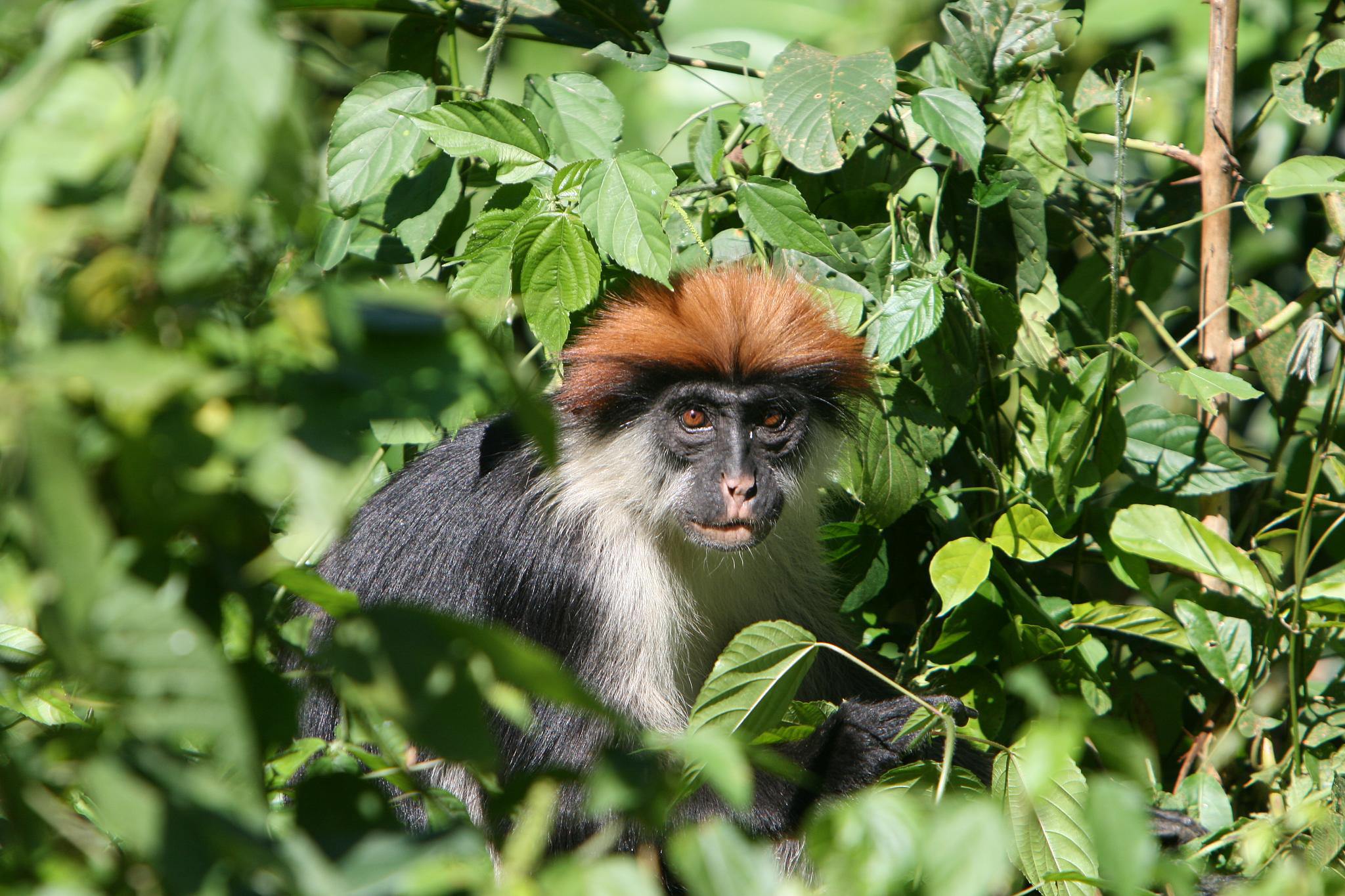 Udzungwa Mountains Park